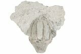 Fossil Crinoid (Eucalyptocrinites) Crown - Indiana #198720-2